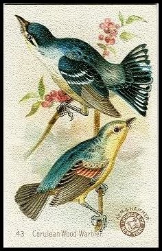 43 Cerulean Wood Warbler
